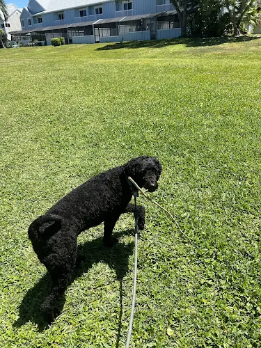 Dogfather's Mobile Grooming - Image 1