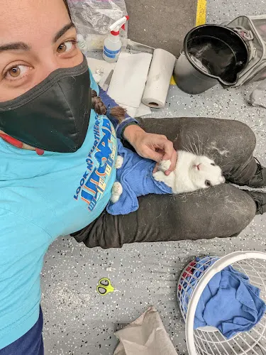 Rabbit & Guinea Pig Nail Trims At Home in Morgan Hill, CA
