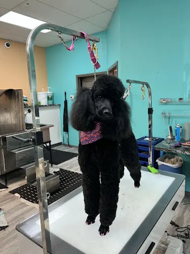 Central Pup Mobile Grooming in Rathdrum, ID