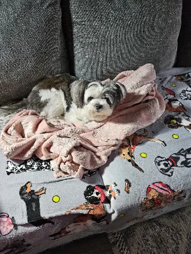 Lulu's mobile pet spa llc - Image 1