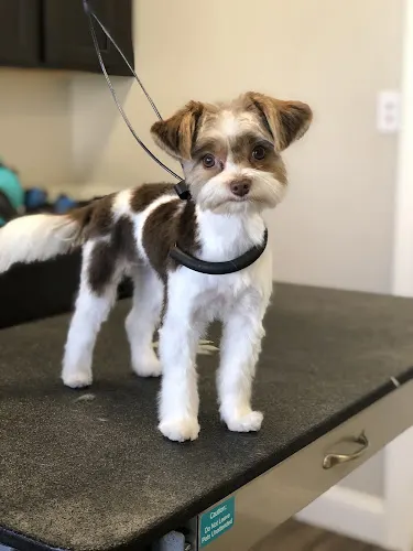 Whiskers and Wags Mobile Pet Spa - Image 1