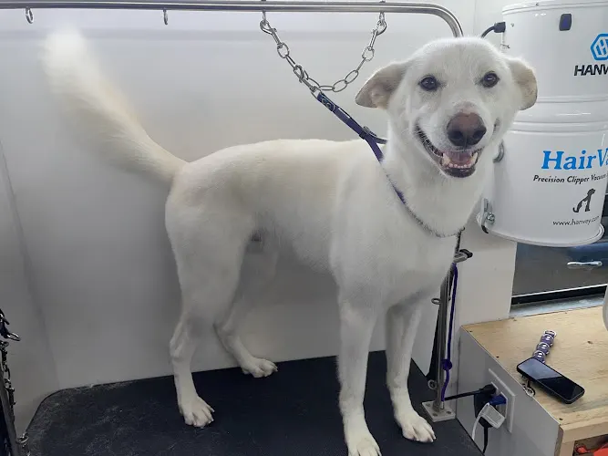 Salty Dog Mobile Pet Grooming - Image 1