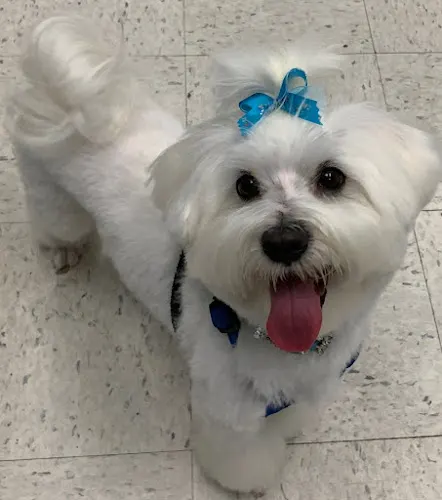 Mountainview Pet Boutique in Lake Elsinore, CA