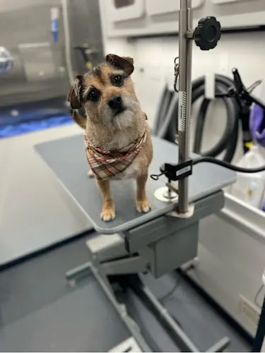 Fetch & Pawz Mobile Dog Grooming - Image 1