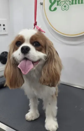Pelusa Pet Grooming, Ballantyne, Charlotte NC - Image 1