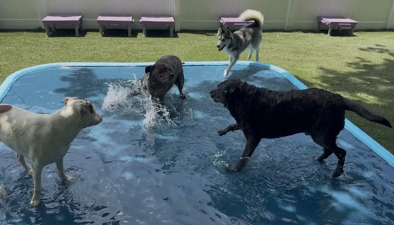 Dagny & Dexter's Doggie Daycare - Image 1