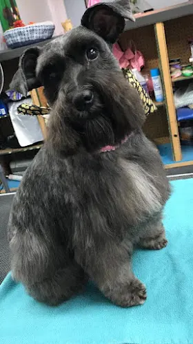 Just Pets - Image 1