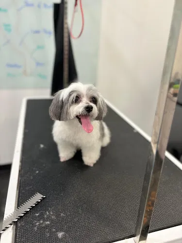 George Pet Grooming - Image 1