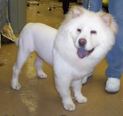 Doggy-Doos Mobile Pet Grooming - Image 1