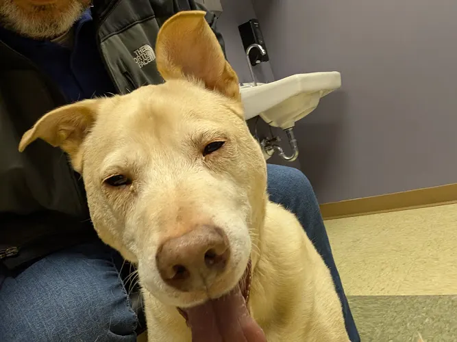 Noah's Animal Hospital North & Urgent Care in Noblesville, IN
