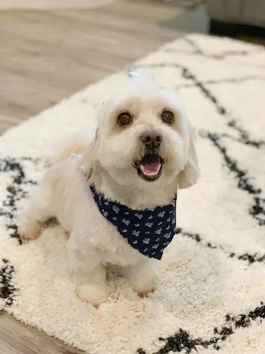 Wags to Riches Mobile Dog Grooming - Image 1
