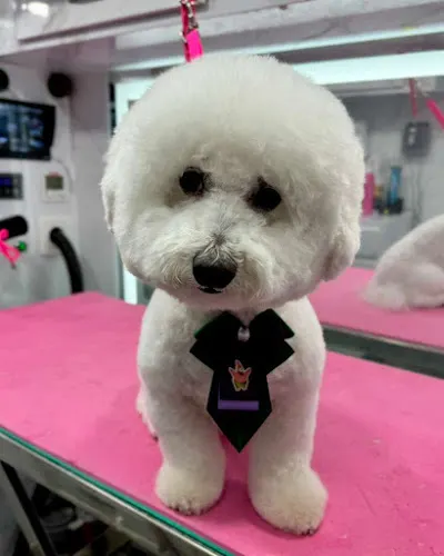 All Fur Love Mobile Pet Grooming - Image 1