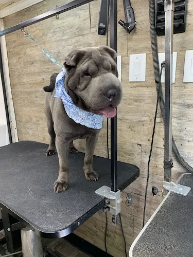 Doggywood Mobile Dog Grooming & Boarding - Image 1