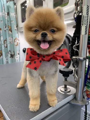 Smile Mobile Grooming - Image 1
