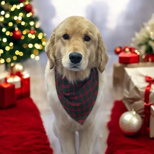 Bark and Bubbles Pet Grooming llc in Oconomowoc, WI