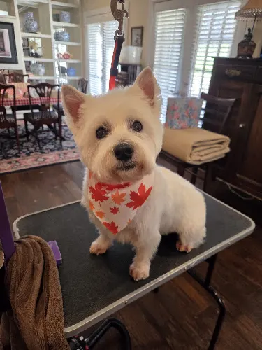 Magic Mutt House Call Grooming - Image 1