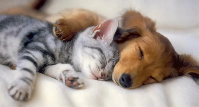Pleasant Hill Animal Hospital in Duluth, GA