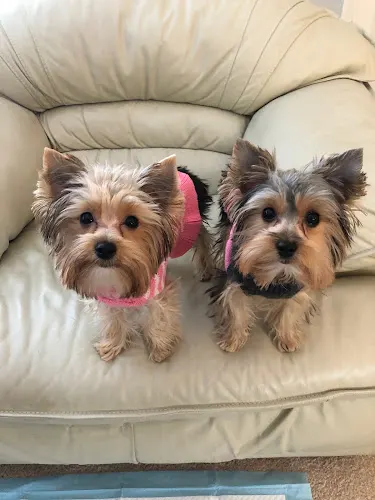 Pampered Pets Board & Groom - Image 1