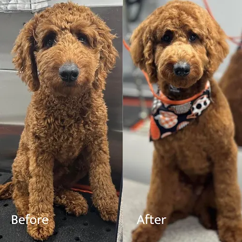 Furry Land Mobile Pet Grooming Pittsburgh - Image 1