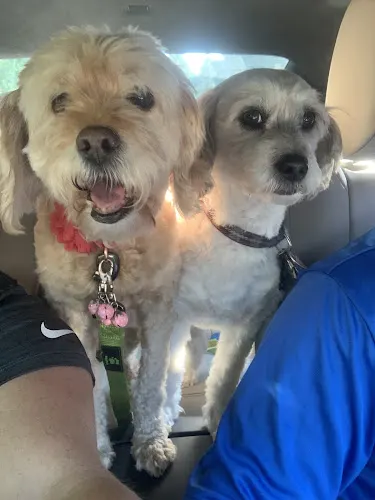 Posh Paws Mobile Grooming - Image 1