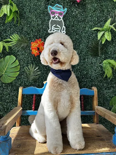 Bonee dog grooming & pet boutique. - Image 1