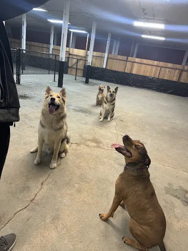 Barnyard Dogs Daycare and Boarding LLC - Image 1