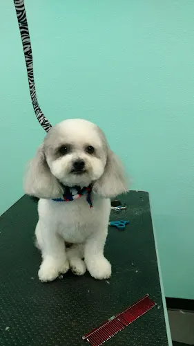 All Paws Dog and Cat Grooming - Image 1