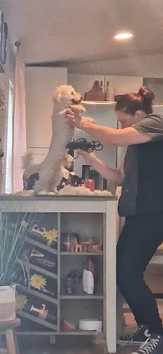 Evas Pet Grooming - Image 1