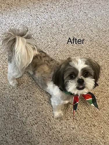 Dawg Gone It Mobile Grooming - Image 1