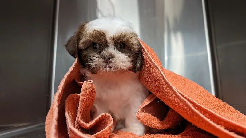 Casa del Rocio - Pet Grooming, Boarding & More - Image 1