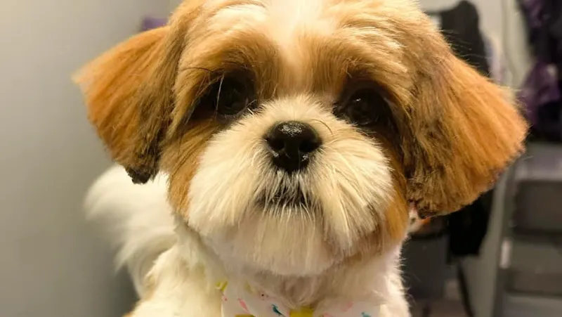 The Fairy Dog Groomer in Prospect, KY