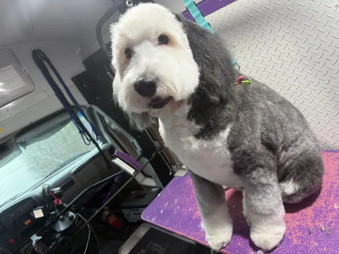 Dogs N Divas Mobile Grooming - Image 1