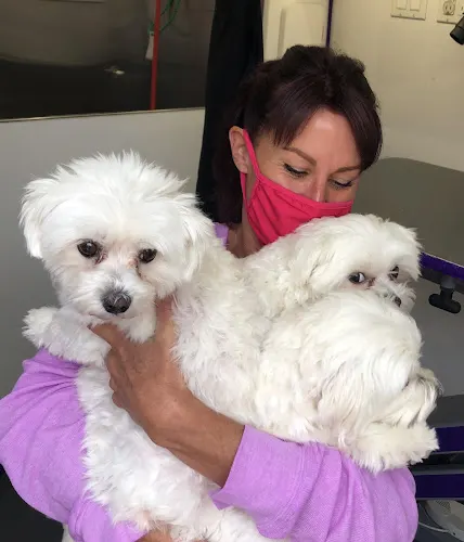 WiggleButts Mobile Dog Grooming Salon - Image 1