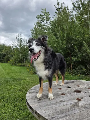 Blaine Kennels Boarding, Training & Daycare - Image 1
