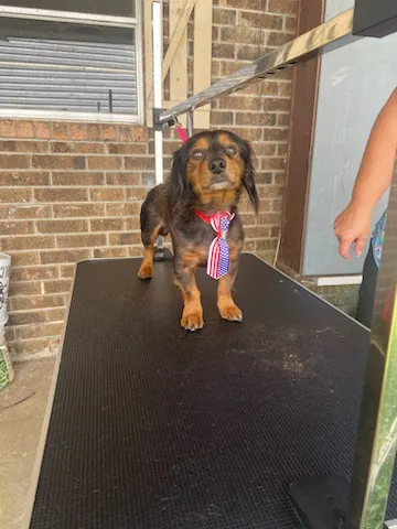 Safe Haven:A House Call Pet Grooming Service - Image 1