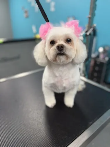 Glamour Pets by Kam, LLC - Image 1