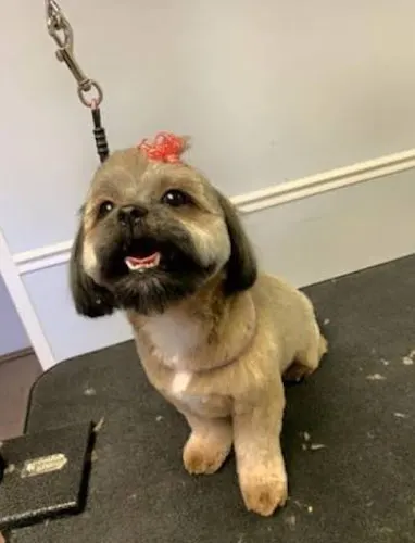 Fontana Mobile Pet Spa - Image 1