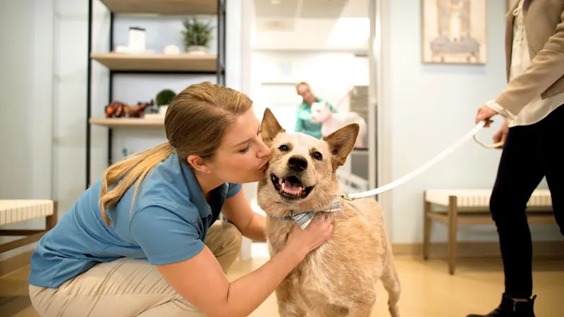 Healthy Hound Playground & Grooming - Image 1
