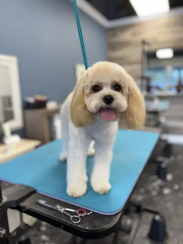 Golden Hour Grooming, Mobile Pet Spa - Image 1