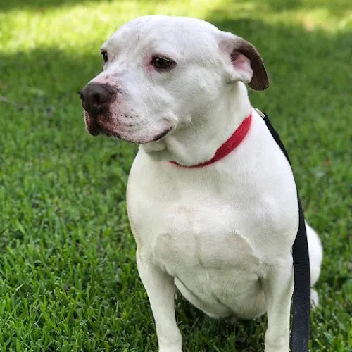 Fresh & Clean Doggie Baths in Dallas, TX