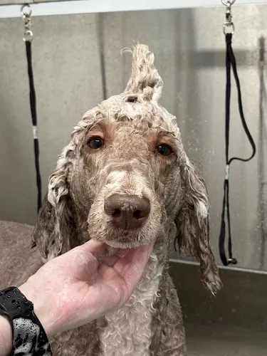 Bathe ‘N Shake - Image 1