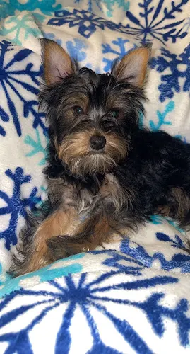 Dog Grooming By Crystal Rose - Image 1
