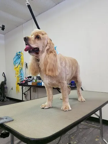 Premier Petcare - Image 1