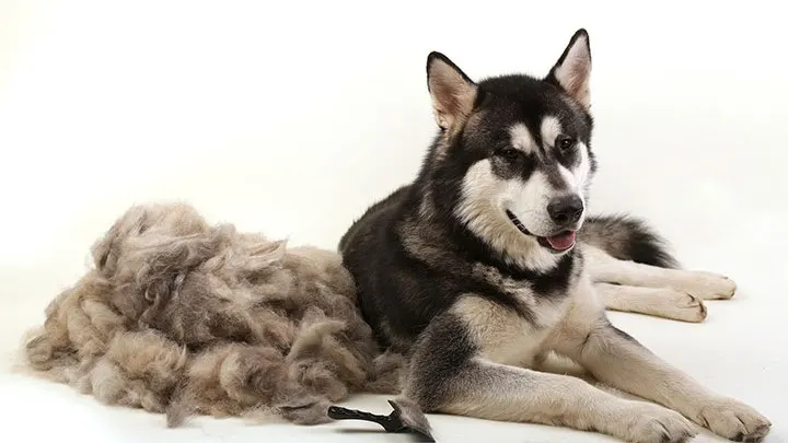 Luxury Pet Groomers - Image 1