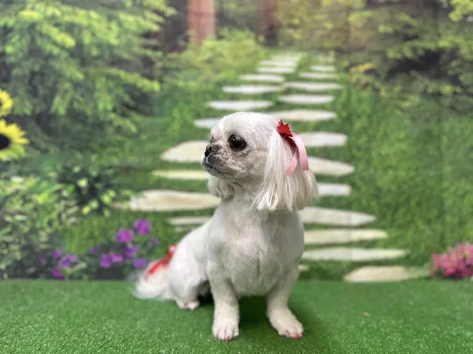 Silver Paw Pet Resort - Image 1