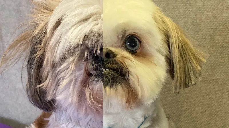 Magoo’s All Pets Mobile Grooming in Sherman Oaks, CA