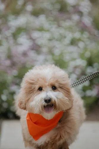 Pampered Pets Salon & Spa - Image 1
