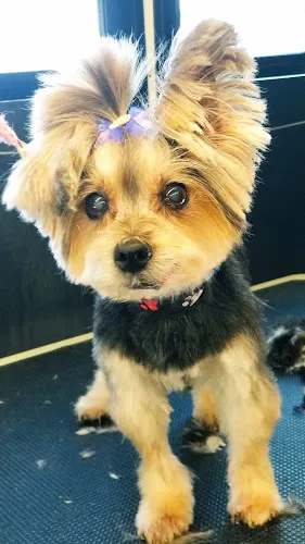 Lander Mobile Dog Grooming - Image 1