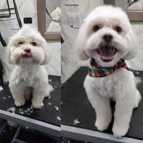 Daisy's Nails & Tails Mobile Pet Grooming - Image 1