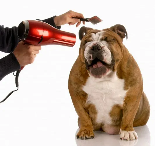 The Way to Groom Mobile Service - Image 1